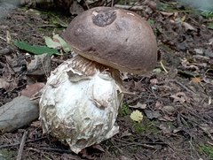 Boletus aereus