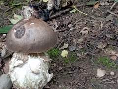 Boletus aereus