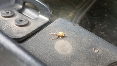 Curculionoidea