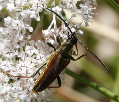 Lepturobosca chrysocoma