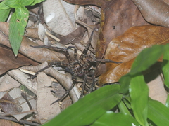 Heteropoda tetrica