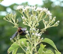 Xylocopa lateritia