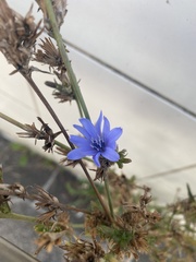 Cichorium intybus intybus