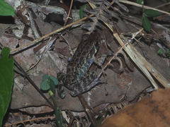 Pulchrana baramica