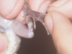 Pulchrana baramica