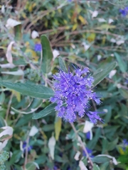 Caryopteris