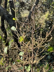 Tetradenia brevispicata