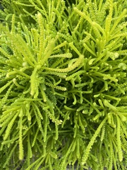 Diphasiastrum complanatum