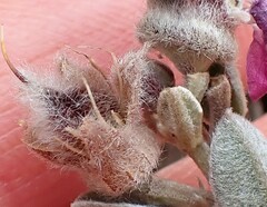 Podalyria burchellii