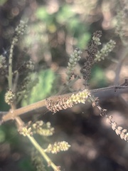 Tetradenia brevispicata