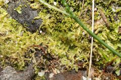 Ceramanus clatritexta