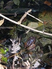 Limnonectes malesianus