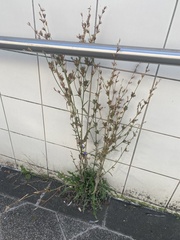 Cichorium intybus intybus