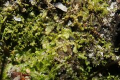 Ceramanus clatritexta