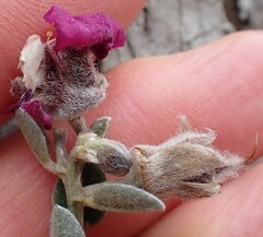 Podalyria burchellii