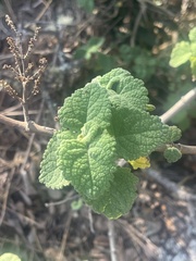 Tetradenia brevispicata