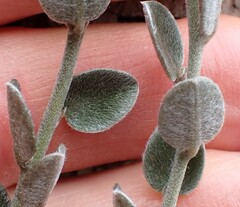 Podalyria burchellii