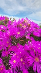Lampranthus stipulaceus