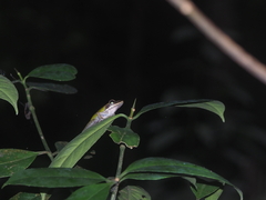 Chalcorana parvaccola