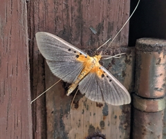 Filodes fulvidorsalis