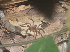 Heteropoda homstu