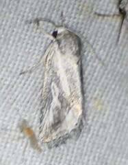 Aleptina junctimacula