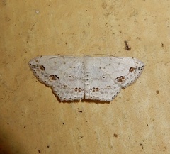 Scopula pulchellata