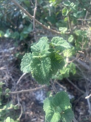 Tetradenia brevispicata