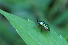 Chrysocoris stollii
