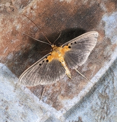Filodes fulvidorsalis