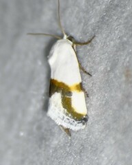 Ponometia dorneri