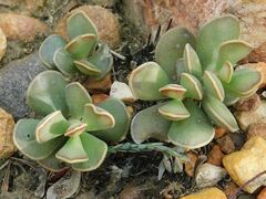 Adromischus caryophyllaceus