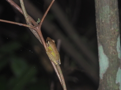 Chalcorana parvaccola