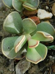 Adromischus caryophyllaceus