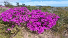 Lampranthus stipulaceus