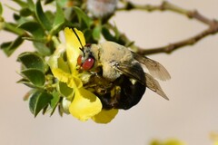 Centris caesalpiniae
