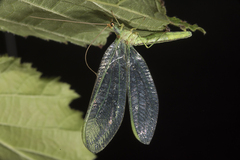 Nineta pallida