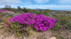 Lampranthus stipulaceus