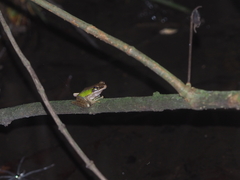 Chalcorana parvaccola