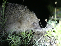 Erinaceus roumanicus