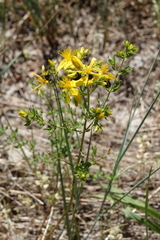 Hypericum perforatum