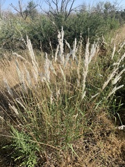 Digitaria californica