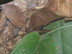 Heteropoda homstu