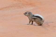 Ammospermophilus leucurus