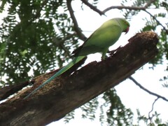 Psittacula krameri