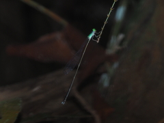 Amphicnemis gracilis