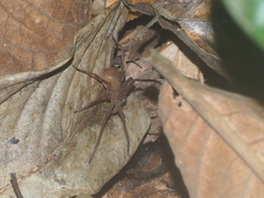Heteropoda homstu