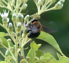 Xylocopa lateritia