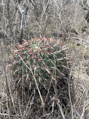 Ferocactus latispinus