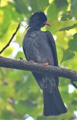 Hypsipetes ganeesa
